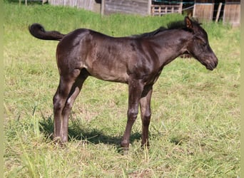 American Quarter Horse, Hengst, veulen (04/2024), 153 cm, Roan-Blue