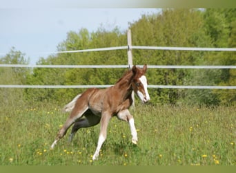 American Quarter Horse, Hengst, , 153 cm, Vos