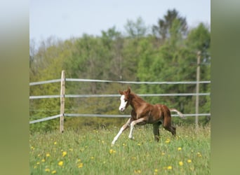 American Quarter Horse, Hengst, , 153 cm, Vos