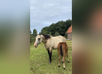 American Quarter Horse, Hengst, Veulen (06/2026), 154 cm, Bruin