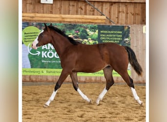 American Quarter Horse, Hengst, Veulen (02/2026), 154 cm, Bruin