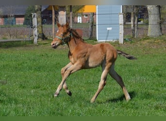 American Quarter Horse, Hengst, Veulen (03/2026), 154 cm, Champagne