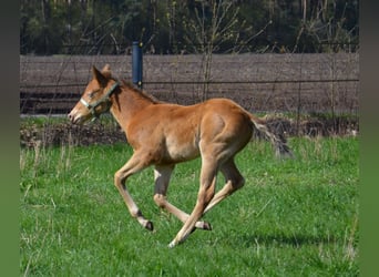 American Quarter Horse, Hengst, Veulen (03/2026), 154 cm, Champagne