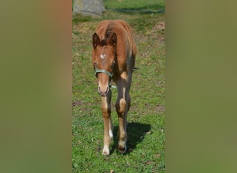 American Quarter Horse, Hengst, Veulen (03/2026), 154 cm, Champagne