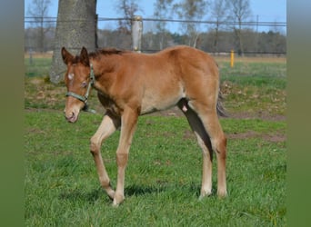 American Quarter Horse, Hengst, Veulen (03/2026), 154 cm, Champagne