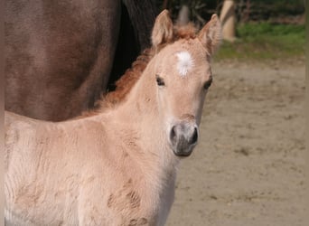 American Quarter Horse, Hengst, Veulen (03/2026), 154 cm, Dunalino