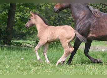 American Quarter Horse, Hengst, veulen (03/2024), 154 cm, Grullo