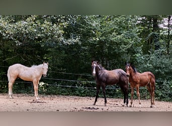 American Quarter Horse, Hengst, Veulen (01/2026), 154 cm, Palomino