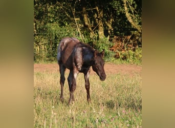 American Quarter Horse, Hengst, Veulen (04/2025), 154 cm, Roan-Blue
