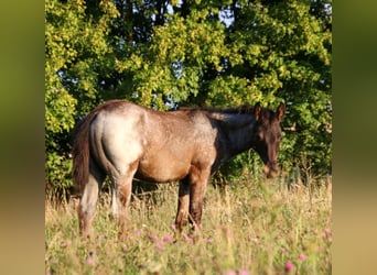 American Quarter Horse, Hengst, Veulen (04/2025), 154 cm, Roan-Blue