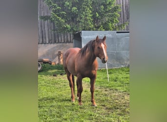 American Quarter Horse, Hengst, Veulen (07/2025), 154 cm, Zwartbruin