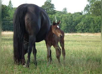 American Quarter Horse, Hengst, Veulen (07/2025), 154 cm, Zwartbruin