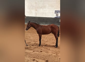 American Quarter Horse, Hengst, Veulen (05/2025), 155 cm, Bruin