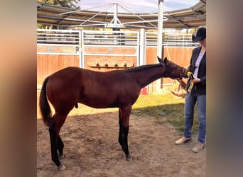 American Quarter Horse, Hengst, Veulen (05/2025), 155 cm, Bruin
