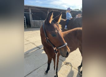 American Quarter Horse, Hengst, Veulen (05/2025), 155 cm, Bruin