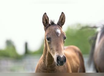 American Quarter Horse, Hengst, Veulen (04/2026), 155 cm, Bruin