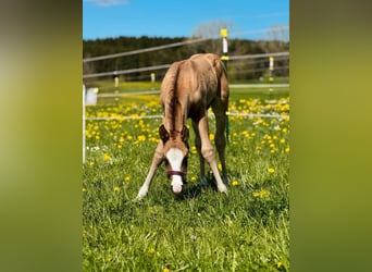 American Quarter Horse, Hengst, Veulen (04/2025), 155 cm, Buckskin
