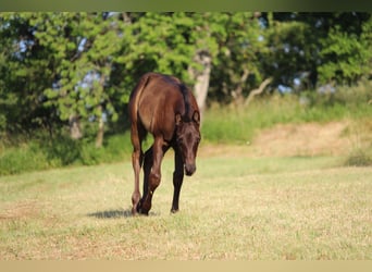 American Quarter Horse, Hengst, Veulen (04/2026), 155 cm, Donkerbruin