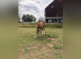 American Quarter Horse, Hengst, Veulen (04/2026), 155 cm, Donkere-vos