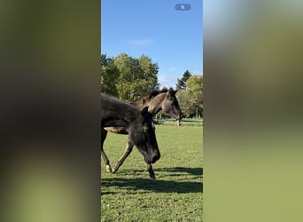 American Quarter Horse, Hengst, veulen (04/2024), 155 cm, Grullo