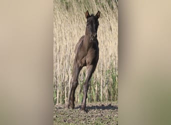 American Quarter Horse, Hengst, veulen (04/2024), 155 cm, Roan-Blue