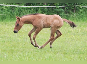 American Quarter Horse, Hengst, veulen (04/2024), 156 cm, Falbe