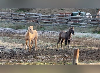 American Quarter Horse, Hengst, Veulen (07/2026), 156 cm, Grullo