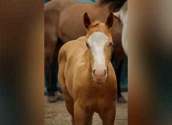 American Quarter Horse, Hengst, veulen (05/2023), 157 cm, Champagne