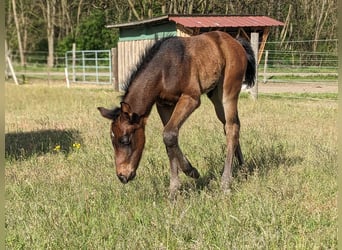 American Quarter Horse, Hengst, veulen (04/2024), 158 cm, Brauner