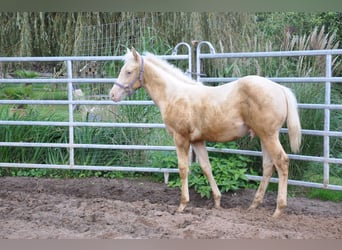 American Quarter Horse, Hengst, Fohlen (05/2024), 158 cm, Champagne