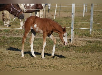 American Quarter Horse, Hengst, Veulen (01/2025), 158 cm, Vos