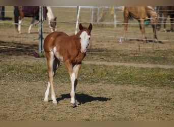 American Quarter Horse, Hengst, Veulen (01/2025), 158 cm, Vos