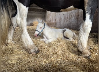 American Quarter Horse Mix, Hengst, veulen (06/2024), 160 cm, Cremello