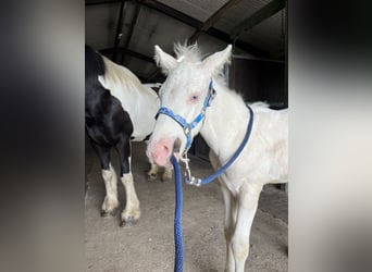 American Quarter Horse Mix, Hengst, veulen (06/2024), 160 cm, Cremello