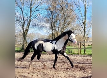 American Quarter Horse Mix, Hengst, veulen (06/2024), 160 cm, Cremello