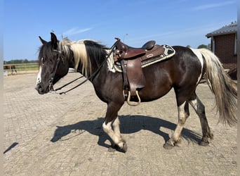 American Quarter Horse Mix, Hengst, veulen (06/2024), 160 cm, Cremello