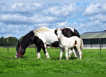 American Quarter Horse Mix, Hengst, veulen (06/2024), 160 cm, Cremello