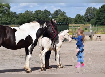 American Quarter Horse Mix, Hengst, veulen (06/2024), 160 cm, Cremello