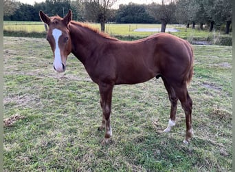 American Quarter Horse, Hengst, Veulen (05/2025), 160 cm, Roodbruin