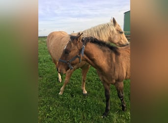 American Quarter Horse, Hengst, veulen (04/2024), Brown Falb schimmel