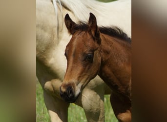 American Quarter Horse, Hengst, Veulen (04/2026), Bruin