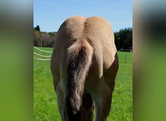 American Quarter Horse, Hengst, Veulen (03/2026), Buckskin