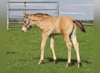 American Quarter Horse, Hengst, Veulen (03/2026), Buckskin