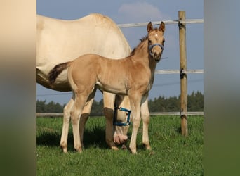 American Quarter Horse, Hengst, Veulen (03/2026), Buckskin
