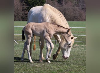 American Quarter Horse, Hengst, Veulen (03/2026), Buckskin