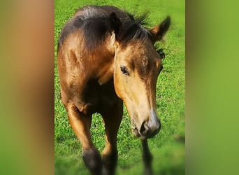 American Quarter Horse, Hengst, Veulen (04/2025), Buckskin