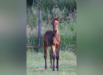American Quarter Horse, Hengst, Veulen (05/2026), Donkerbruin
