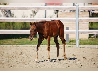 American Quarter Horse, Hengst, Veulen (04/2025), Donkerbruin