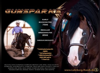 American Quarter Horse, Hengst, veulen (03/2024), Donkerbruin