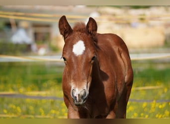 American Quarter Horse, Hengst, , Donkerbruin